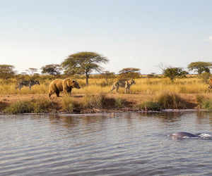 Unlock Your Chronotype: Optimize Sleep and Energy with Your Body’s Natural Clock