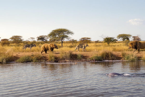 Unlock Your Chronotype: Optimize Sleep and Energy with Your Body’s Natural Clock