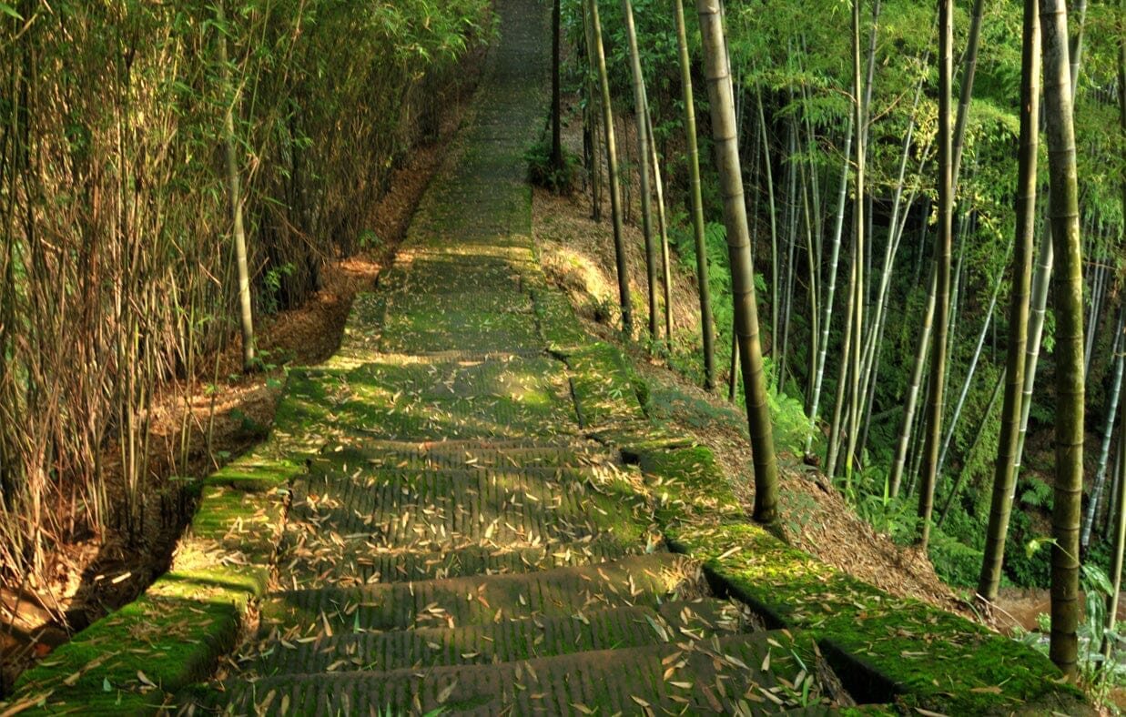 Activated Bamboo Charcoal —  Broad-Spectrum Binder