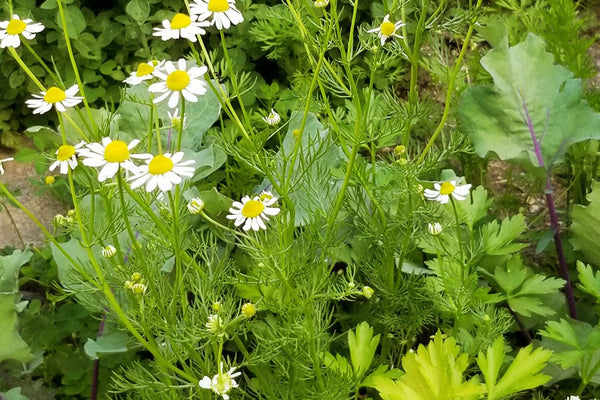 Apigenin: From the Garden to Your Cells