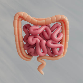 Youth & Earth’s Spore Probiotic: The Ultimate Guide to Gut Health, Immunity, and Longevity