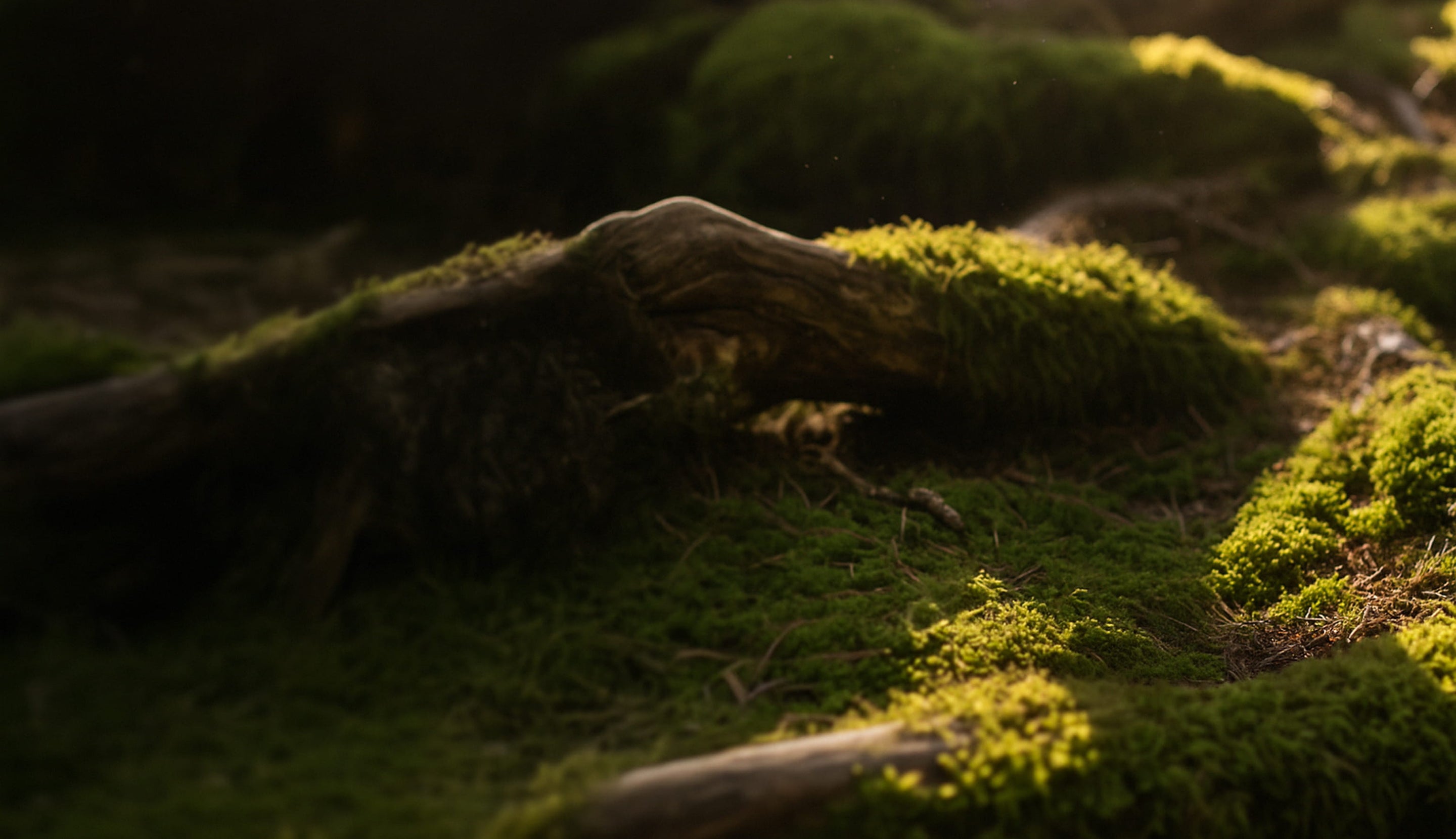 Moss-covered ground with a dark, textured foreground
