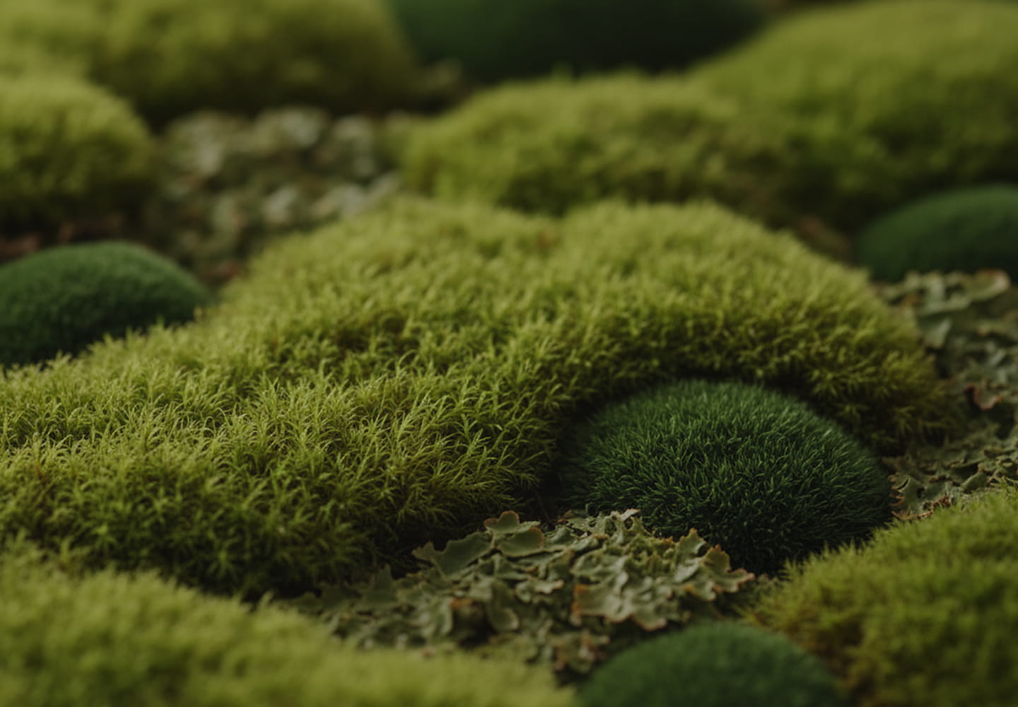 Close-up of green moss with a blurred background